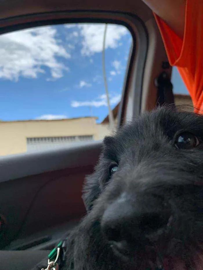 Cachorro raça  idade 2 a 6 meses nome não tem