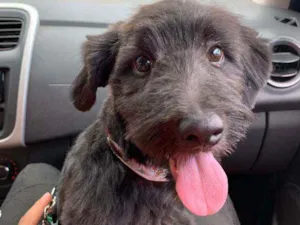 Cachorro raça  idade 2 a 6 meses nome não tem