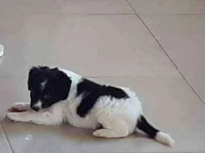 Cachorro ra a Vira Lata idade Abaixo de 2 meses nome Sem nome