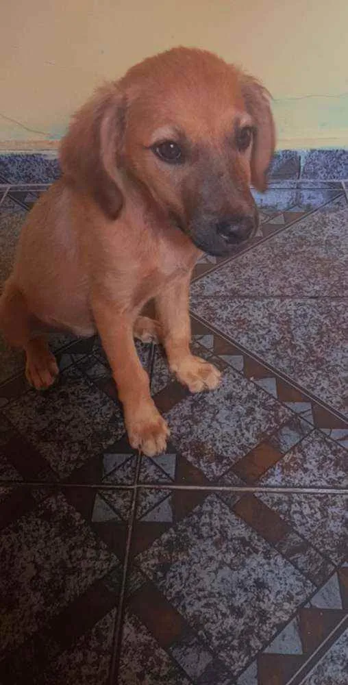 Cachorro ra a indefinida idade 2 a 6 meses nome não tem nome