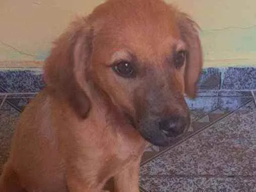 Cachorro ra a indefinida idade 2 a 6 meses nome não tem nome