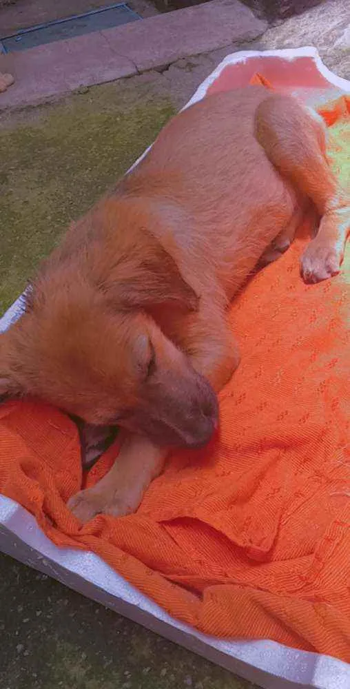 Cachorro ra a indefinida idade 2 a 6 meses nome não tem nome