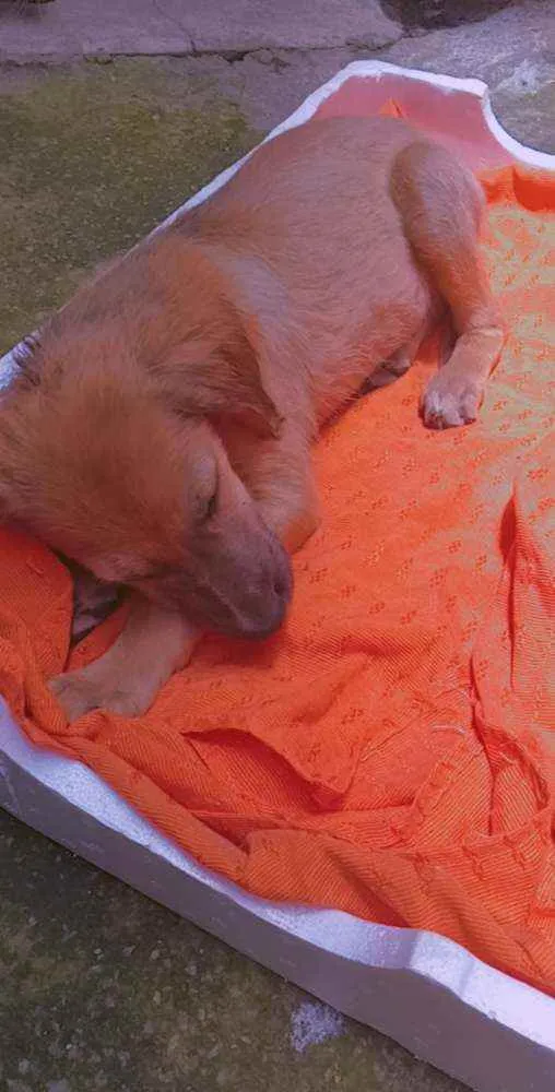 Cachorro ra a indefinida idade 2 a 6 meses nome não tem nome