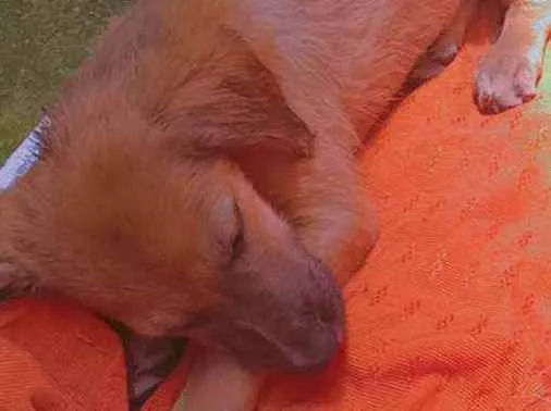 Cachorro ra a indefinida idade 2 a 6 meses nome não tem nome