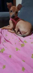 Suzi