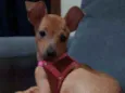 Suzi