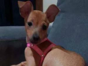 Cachorro raça Pinscher 1 idade 7 a 11 meses nome Suzi