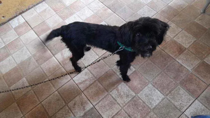 Cachorro raça  idade 1 ano nome Lola