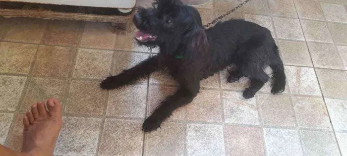 Cachorro raça  idade 1 ano nome Lola