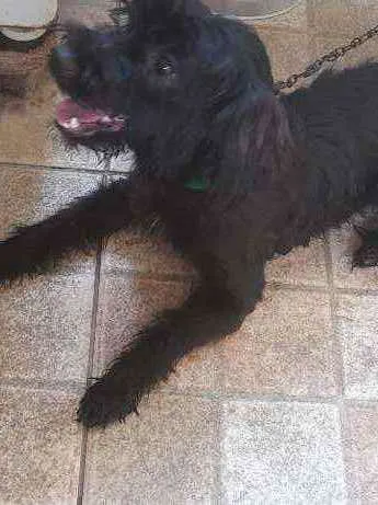 Cachorro raça  idade 1 ano nome Lola