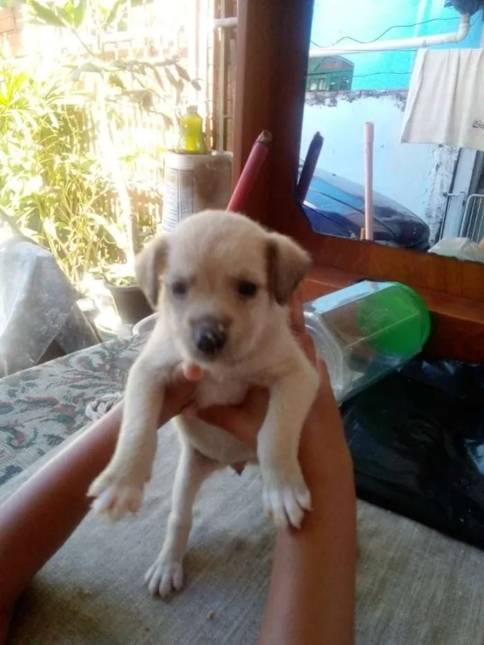Cachorro ra a SRD-ViraLata idade Abaixo de 2 meses nome Filhotes