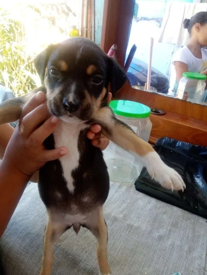 Cachorro ra a SRD-ViraLata idade Abaixo de 2 meses nome Filhotes