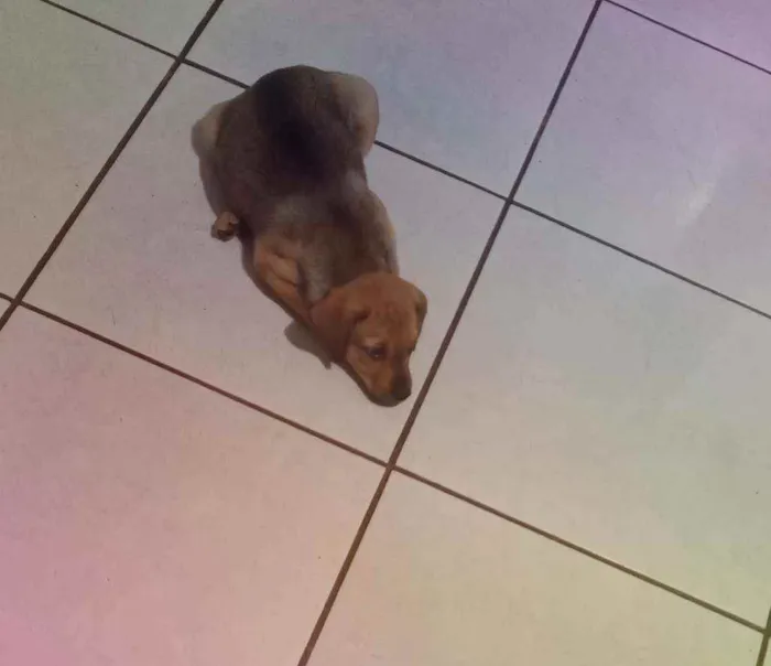 Cachorro ra a Sem raça idade 2 a 6 meses nome Gim