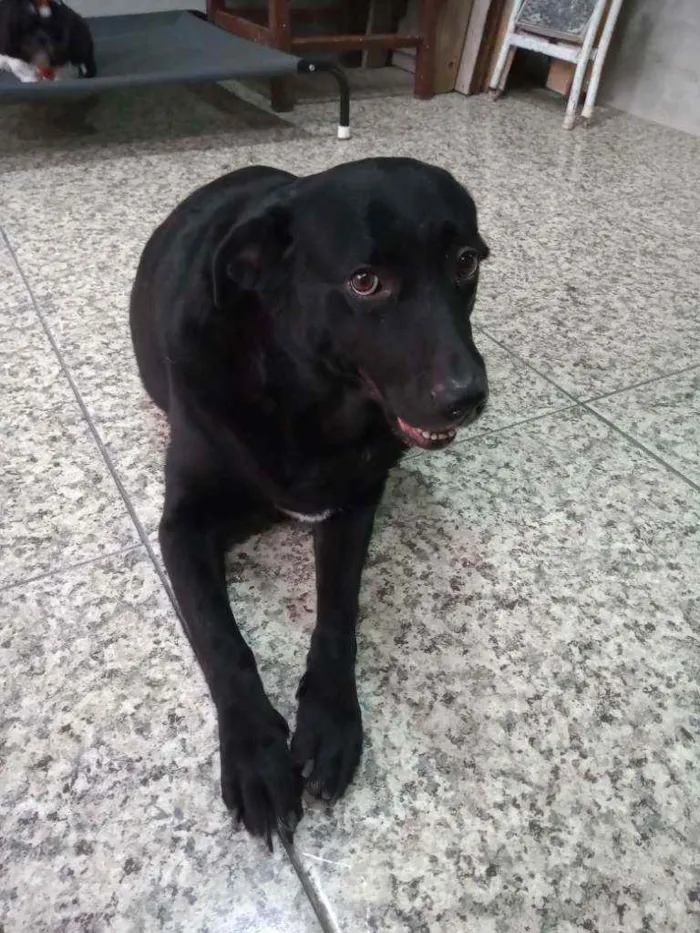 Cachorro raça Labradora idade 5 anos nome Pandora