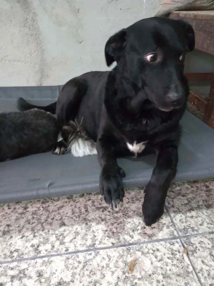 Cachorro raça Labradora idade 5 anos nome Pandora