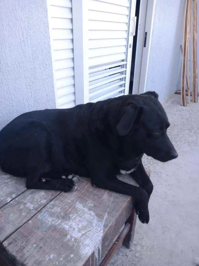 Cachorro raça Labradora idade 5 anos nome Pandora