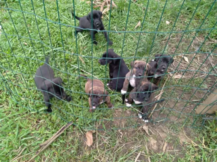 Cachorro ra a  idade Abaixo de 2 meses nome diversos