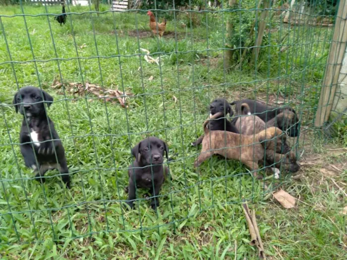 Cachorro ra a  idade Abaixo de 2 meses nome diversos