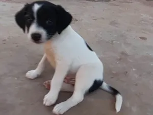 Cachorro raça Vira Lata idade Abaixo de 2 meses nome Sem nome