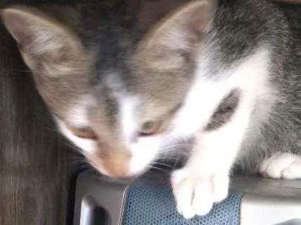 Gato ra a Não sei idade 2 a 6 meses nome Bebel e Agostinho