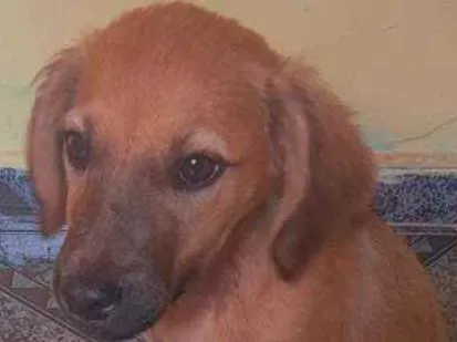 Cachorro ra a indefinida idade 2 a 6 meses nome não tem nome