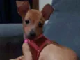Suzi
