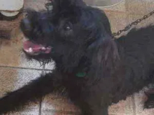 Cachorro raça  idade 1 ano nome Lola