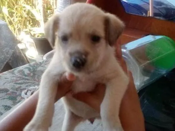 Cachorro ra a SRD-ViraLata idade Abaixo de 2 meses nome Filhotes