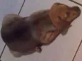 Gim
