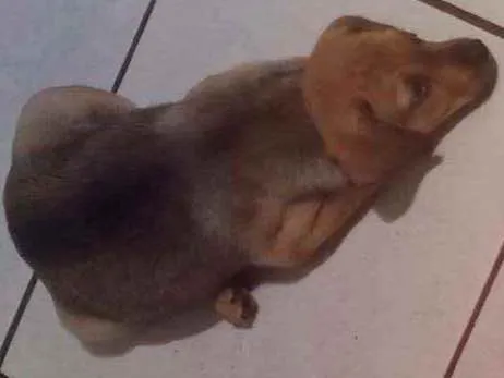 Cachorro ra a Sem raça idade 2 a 6 meses nome Gim