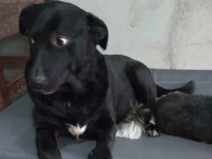 Cachorro raça Labradora idade 5 anos nome Pandora