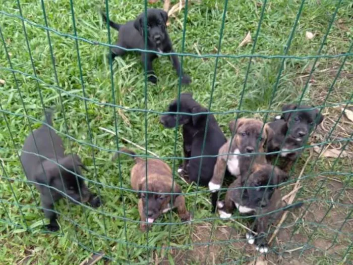 Cachorro ra a  idade Abaixo de 2 meses nome diversos