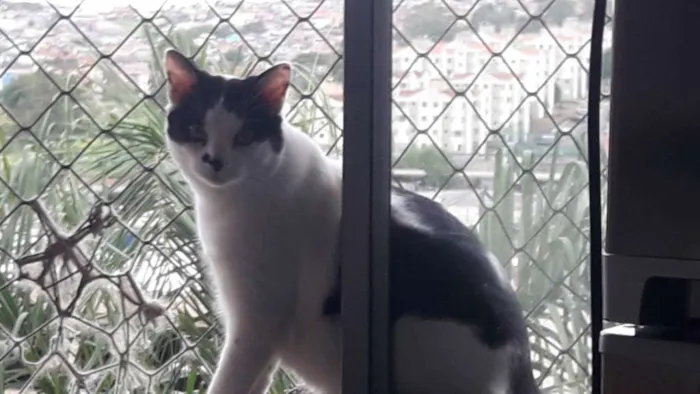 Gato ra a SRD-ViraLata idade 7 a 11 meses nome Dois Anjinhos