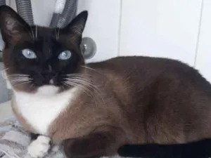 Gato raça SRD-ViraLata idade 1 ano nome Pituca