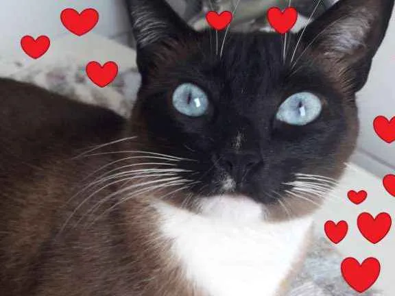 Gato raça SRD-ViraLata idade 1 ano nome Pituca