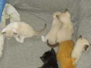 Gato raça Siamês mestiço idade Abaixo de 2 meses nome Gato