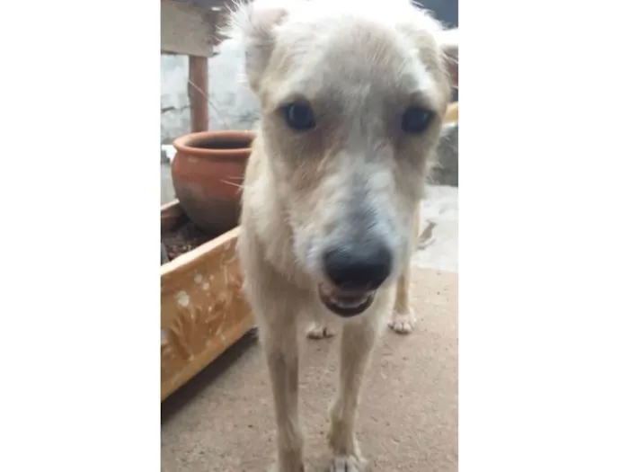 Cachorro ra a SRD-ViraLata idade 1 ano nome João