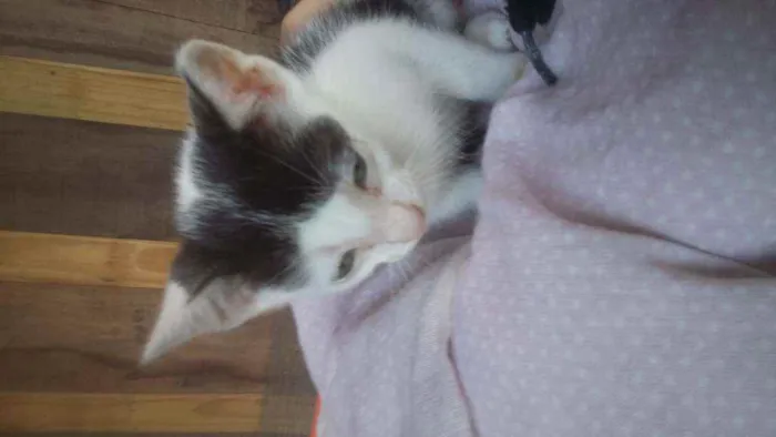 Gato ra a Sempre raça definida idade Abaixo de 2 meses nome Mimi