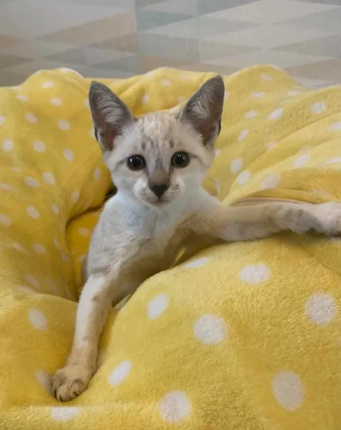 Gato ra a SRD idade 2 a 6 meses nome LINDOS FILHOTES
