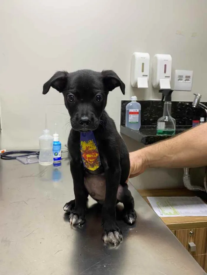 Cachorro ra a SRD idade 2 a 6 meses nome Brigadeiro 