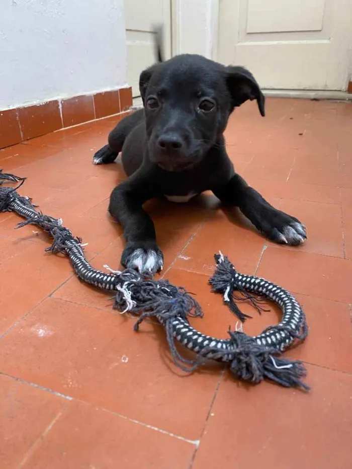 Cachorro ra a SRD idade 2 a 6 meses nome Brigadeiro 