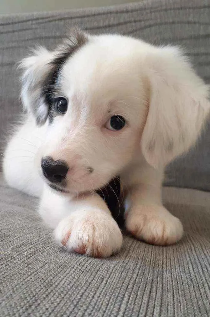 Cachorro raça Mista idade 7 a 11 meses nome Duque