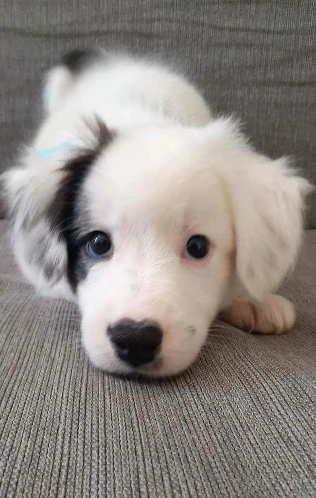 Cachorro raça Mista idade 7 a 11 meses nome Duque