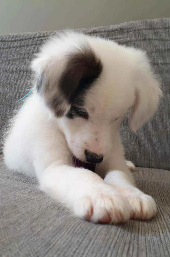 Cachorro raça Mista idade 7 a 11 meses nome Duque