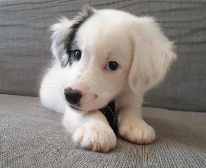 Cachorro raça Mista idade 7 a 11 meses nome Duque