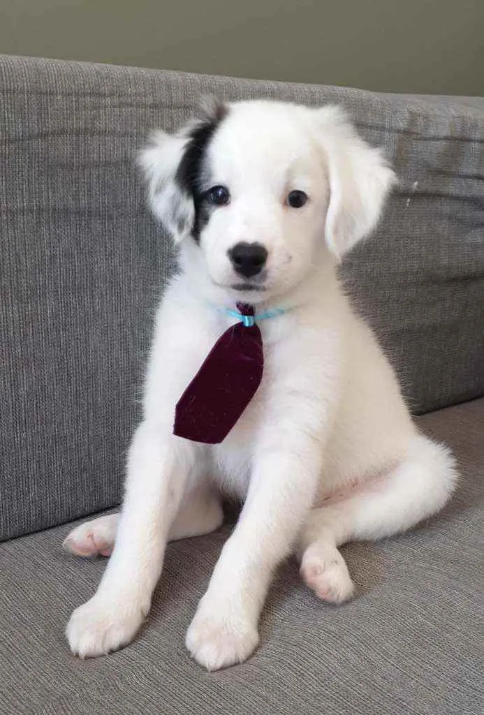 Cachorro raça Mista idade 7 a 11 meses nome Duque