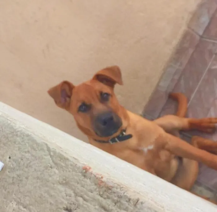 Cachorro raça SRD-ViraLata idade 2 a 6 meses nome scotty