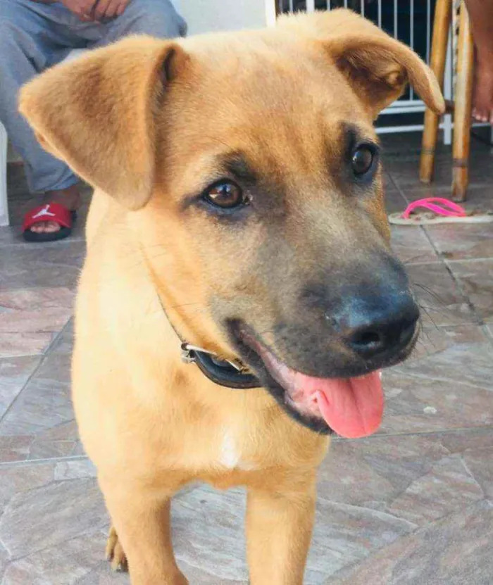 Cachorro raça SRD-ViraLata idade 2 a 6 meses nome scotty
