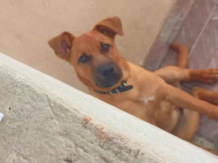 Cachorro raça SRD-ViraLata idade 2 a 6 meses nome scotty