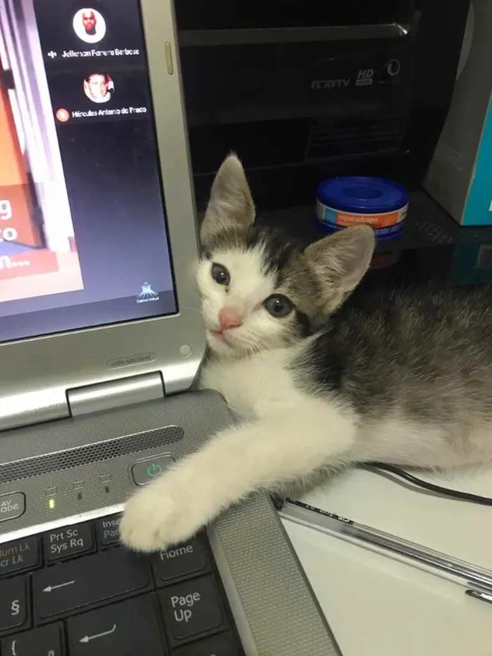 Gato ra a Vira-Lata idade 2 a 6 meses nome Sopa